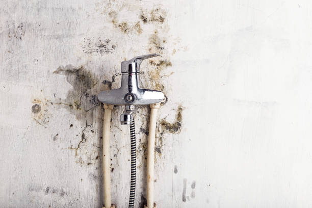Home Mold Removal in Ajo, AZ