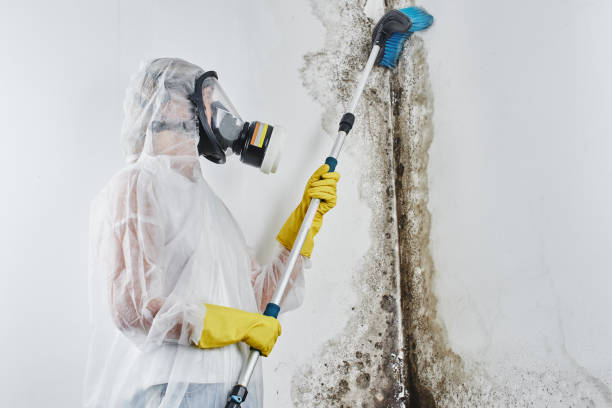 Best Office Mold Removal Services  in Ajo, AZ