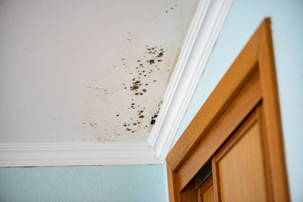 Best Mold Removal Specialists  in Ajo, AZ