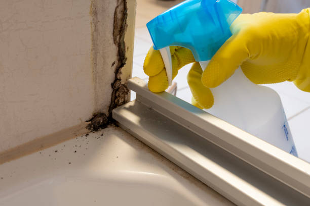Best Certified Mold Removal  in Ajo, AZ