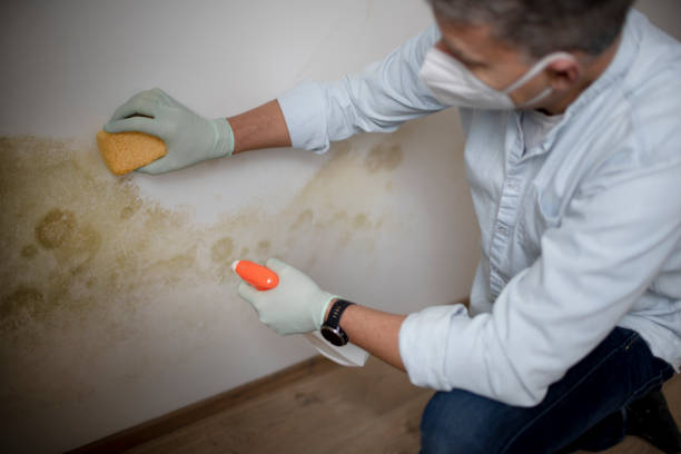 Best Emergency Mold Removal  in Ajo, AZ