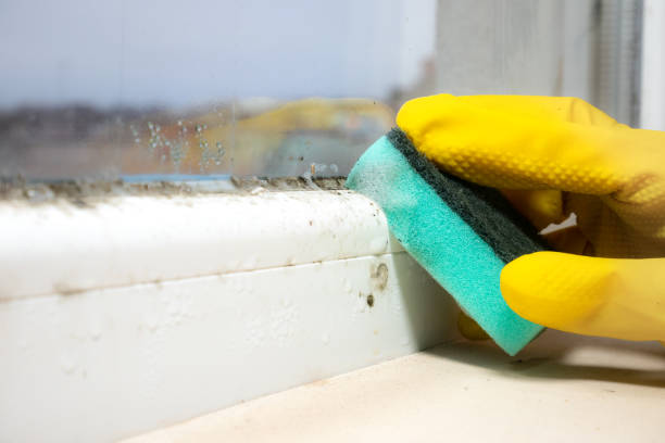 Best Mold Testing  in Ajo, AZ
