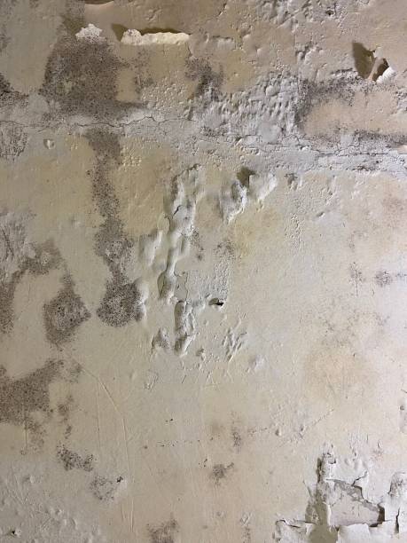 Best Fast Mold Removal  in Ajo, AZ