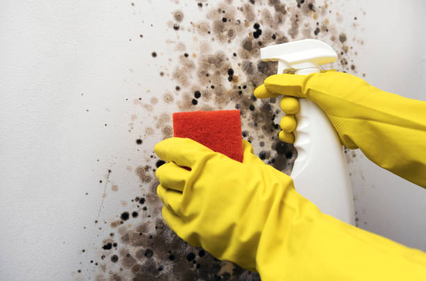 Best Mold Remediation Experts  in Ajo, AZ