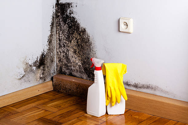 Best Best Mold Removal Companies  in Ajo, AZ