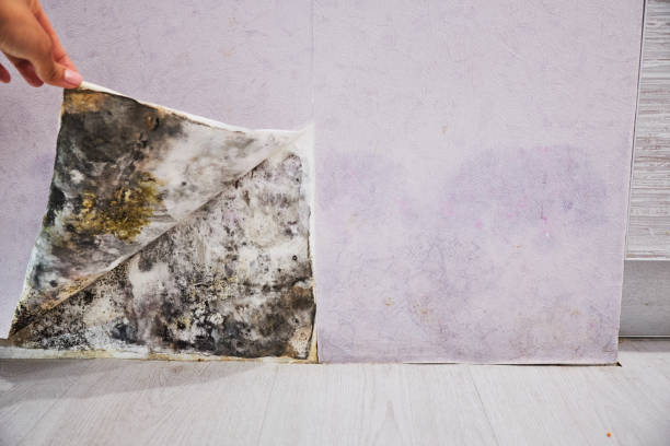 Best Affordable Mold Removal  in Ajo, AZ